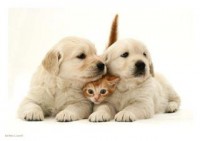 /album/cuccioli/a387396-226366074107667-159928490751426-512403-129742588-n-jpg/